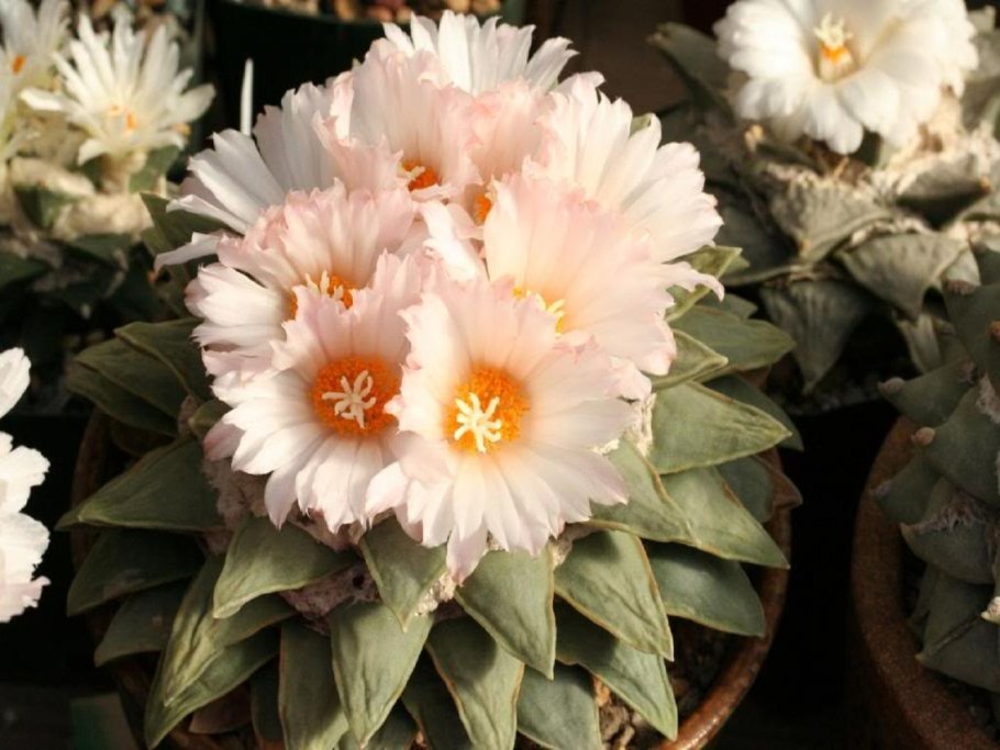 Mammillaria vagaspina