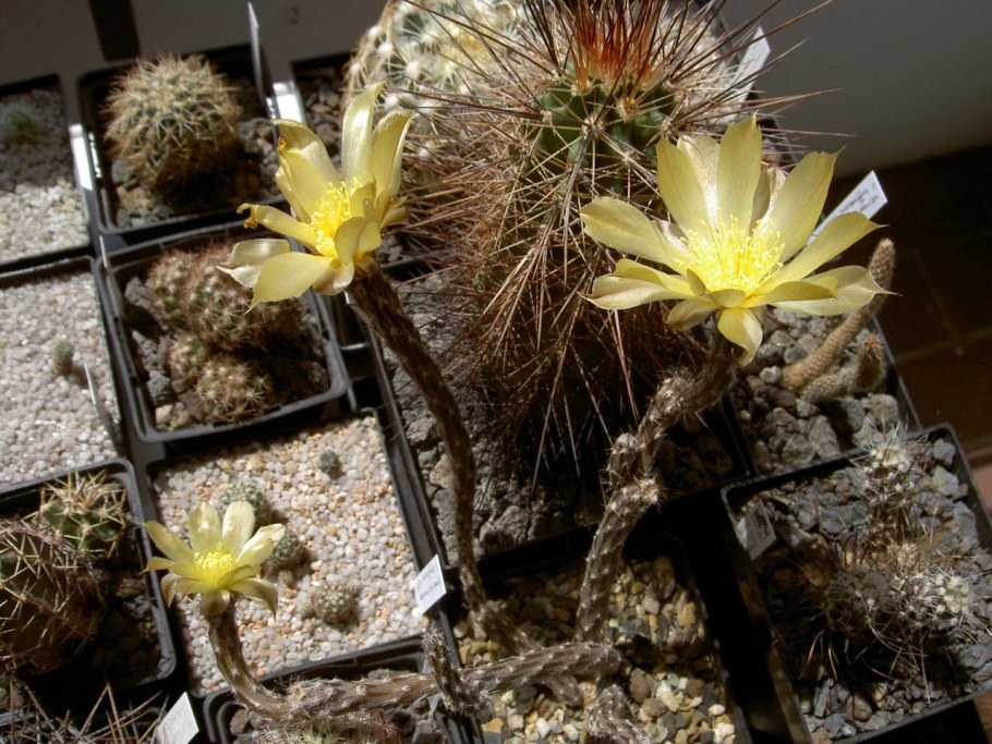 Escobaria duncanii SB 467