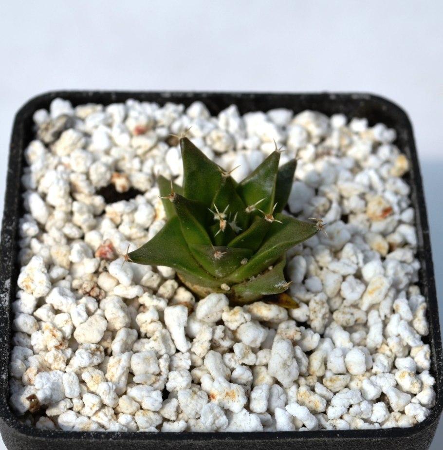 Гимнокалициум platygonum