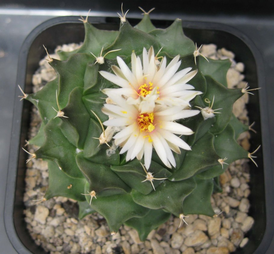 Обрегония де негри