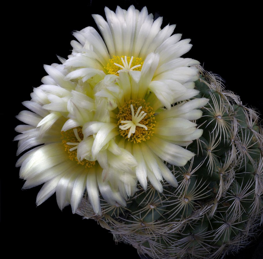 Сотовые гипы цветок