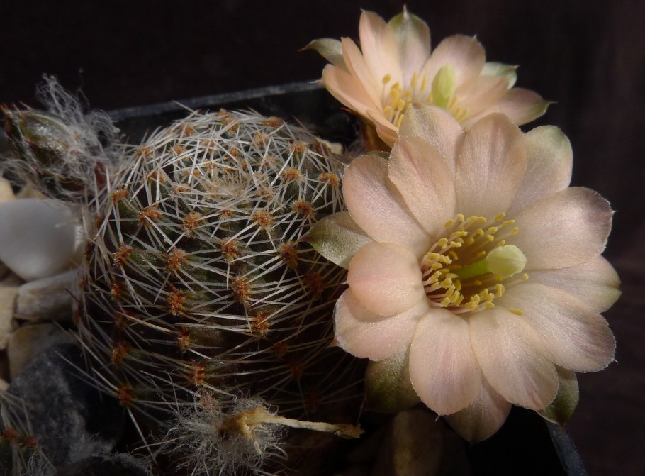 Кактус Гимнокалициум