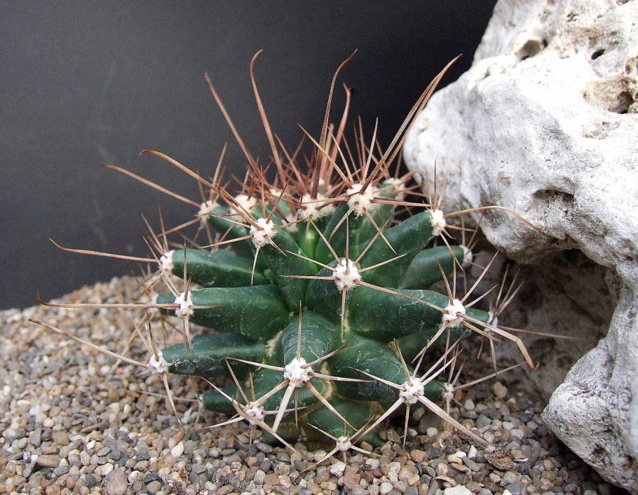 Ariocarpus trigonus Minor