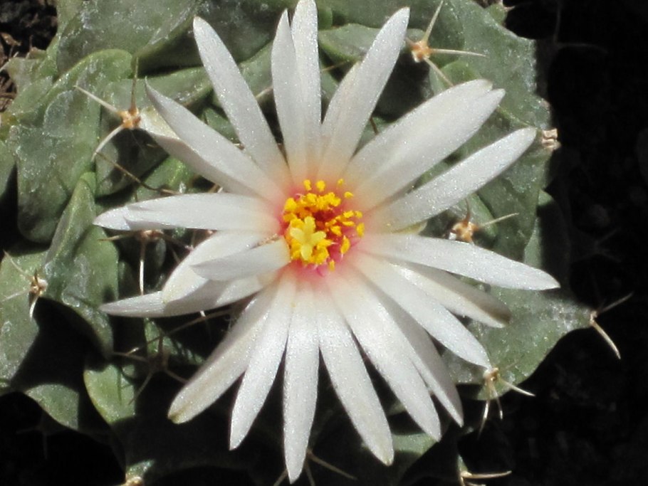 Астрофитум орнатум