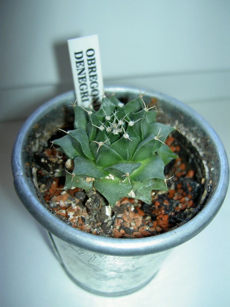 Coryphantha vogtherriana