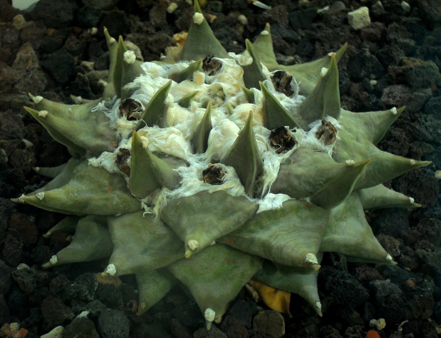Ariocarpus retusus subsp trigonus