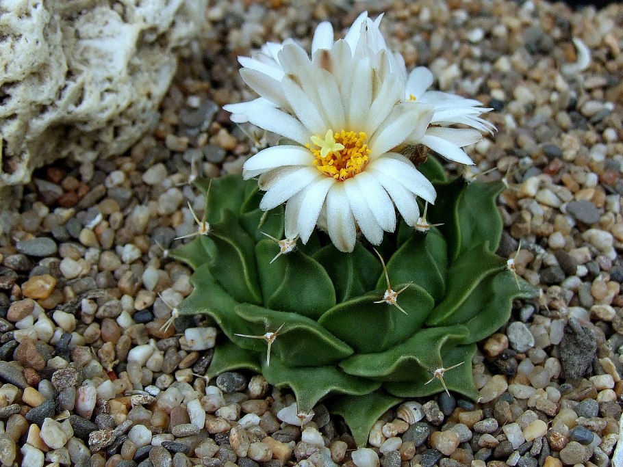 Obregonia denegrii Кактус