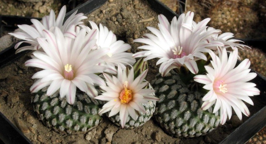 Ариокарпус Кактус