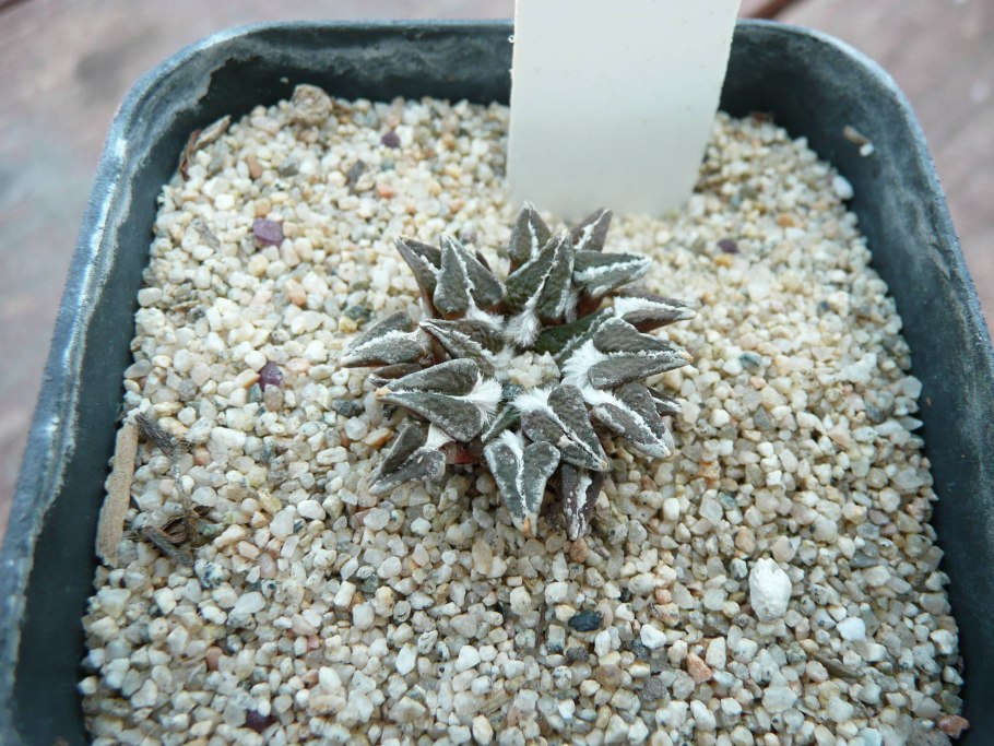 Obregonia denegrii из семян