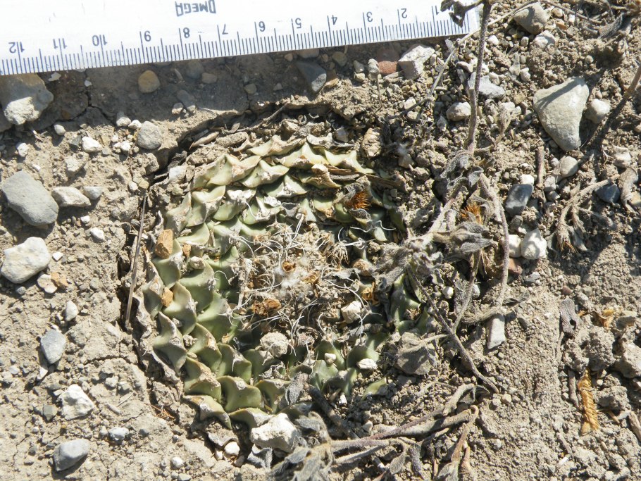 Echinopsis callichroma