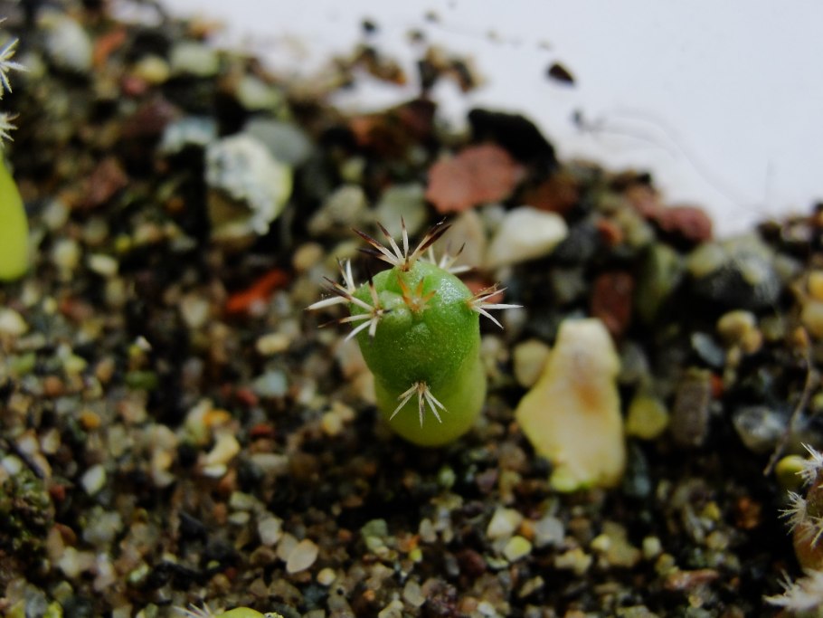 Опунция росток