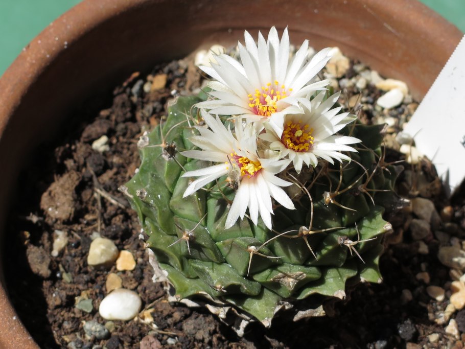 Obregonia denegrii variegated купить