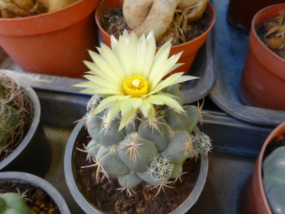 Pyrrhocactus multicolorispinus