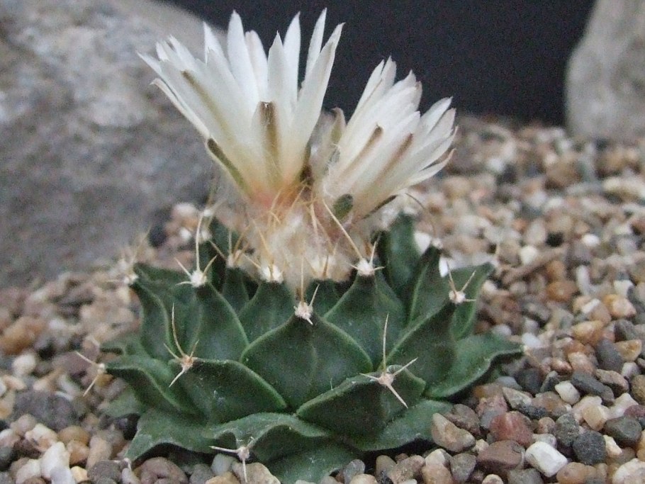 Обрегония суккулент