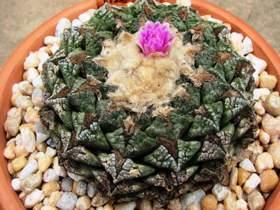 Кактус грандипахус