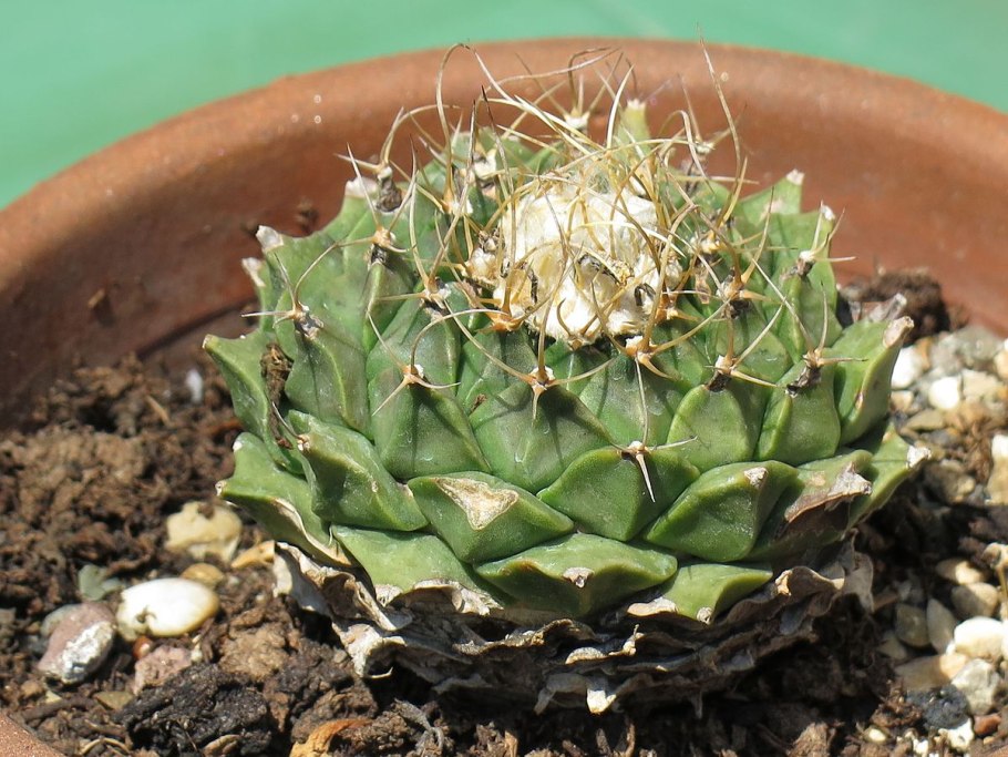 Кактус Обрегония взрослый