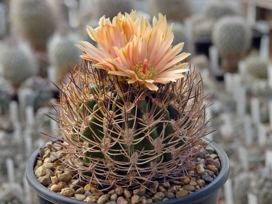 Neochilenia carrizalensis