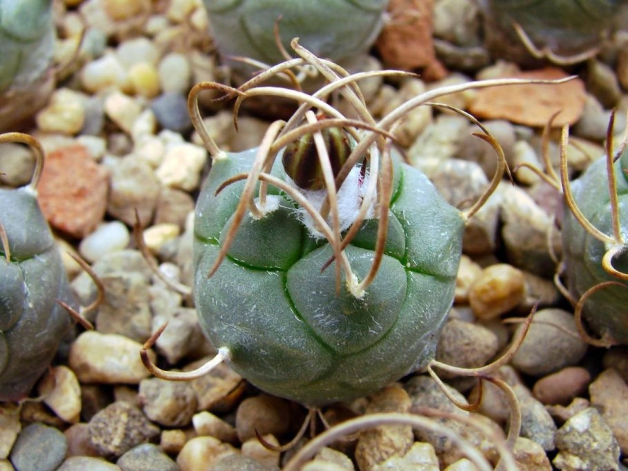 Turbinicarpus macrochele