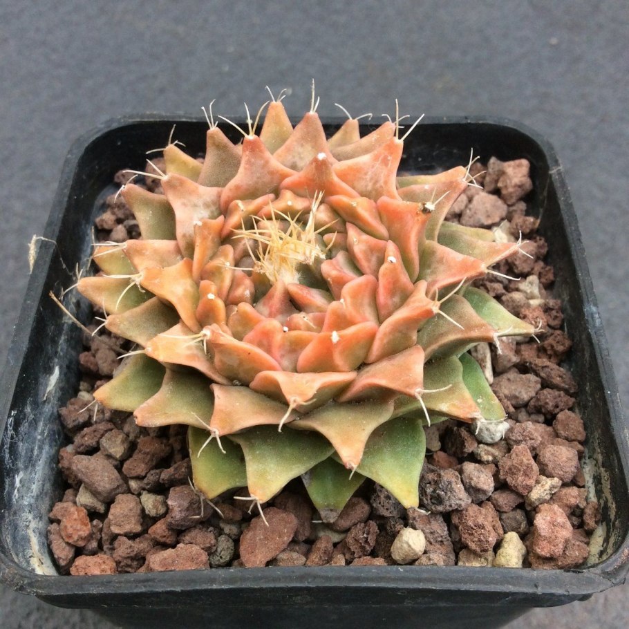 Обрегония вариегатная Кактус