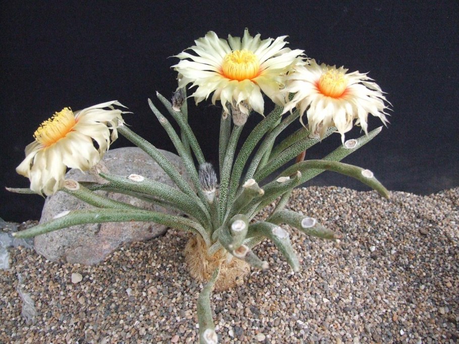 Obregonia denegrii variegated как сеять семена