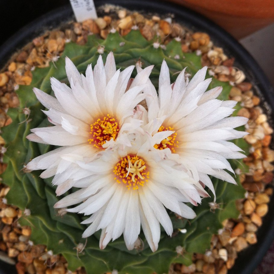 Ariocarpus scapharostrus rs695