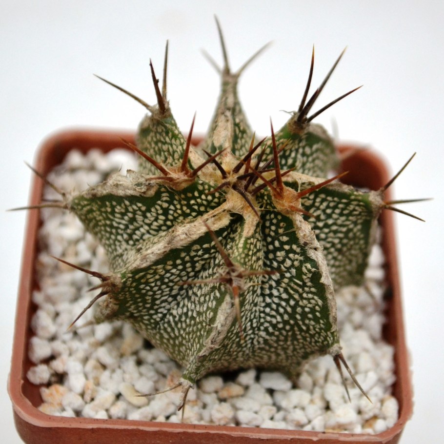 Цветы с шипами на лепестках