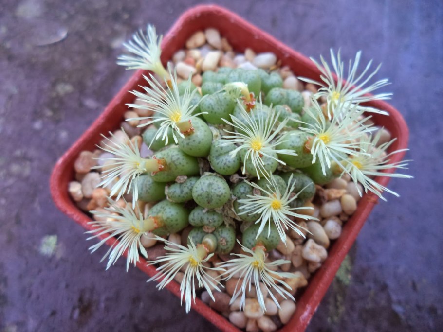 Pterocactus tuberosus
