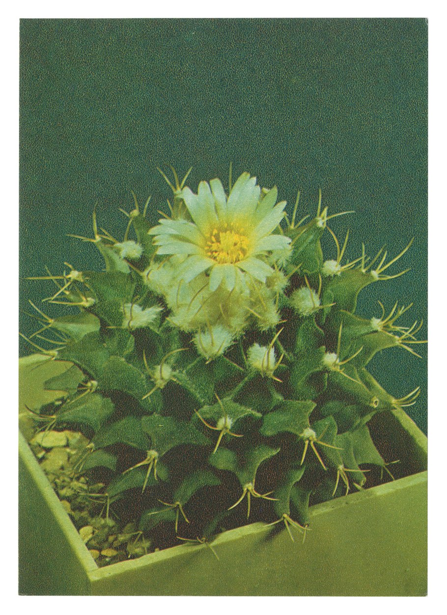 Strombocactus disciformis VM-162