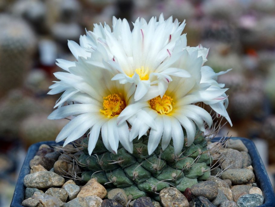 Copiapoa krainziana