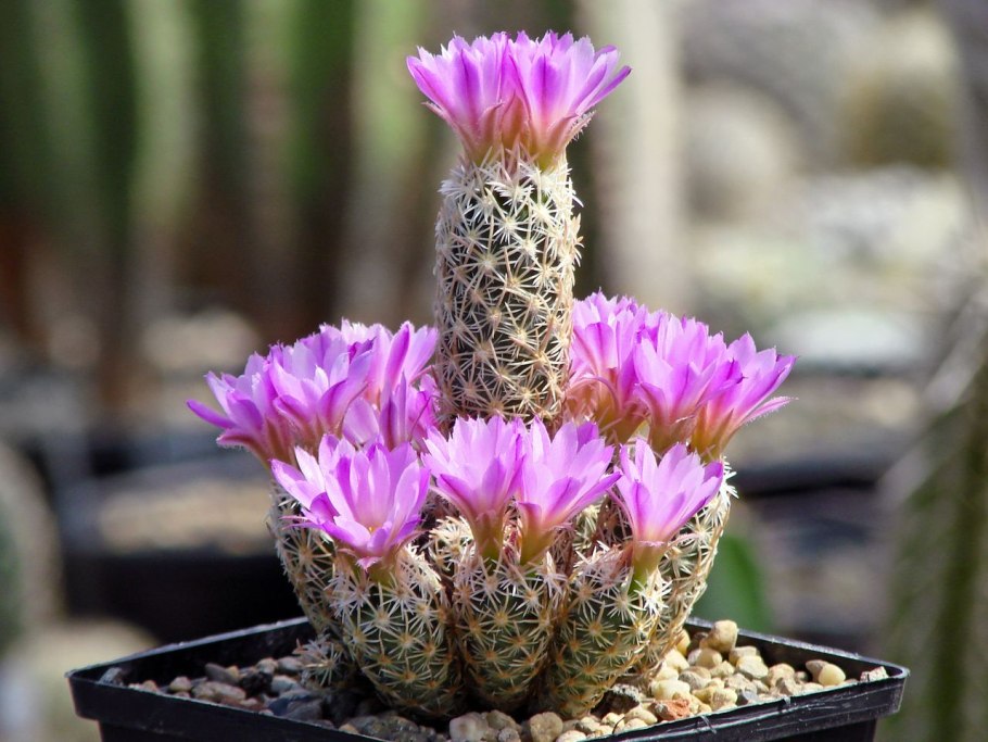 Маммиллярия бакеберга