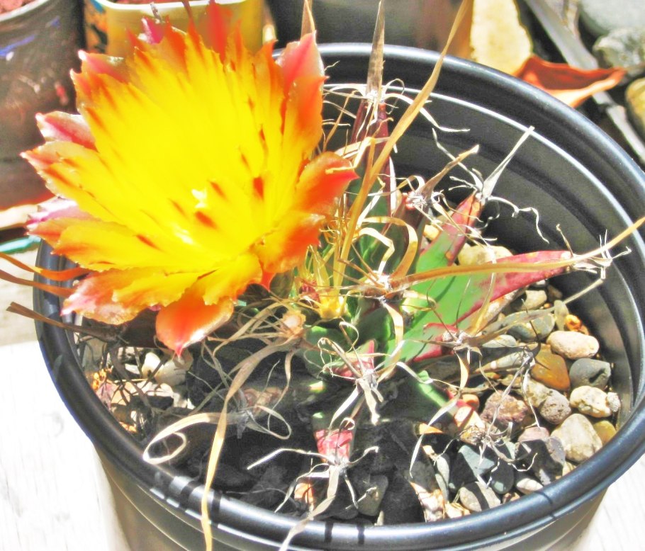 Виды кактусов плетущийся