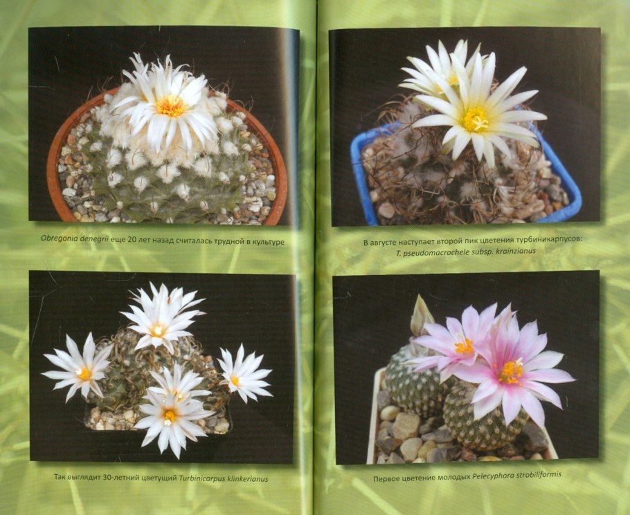 Энциклопедия кактусов