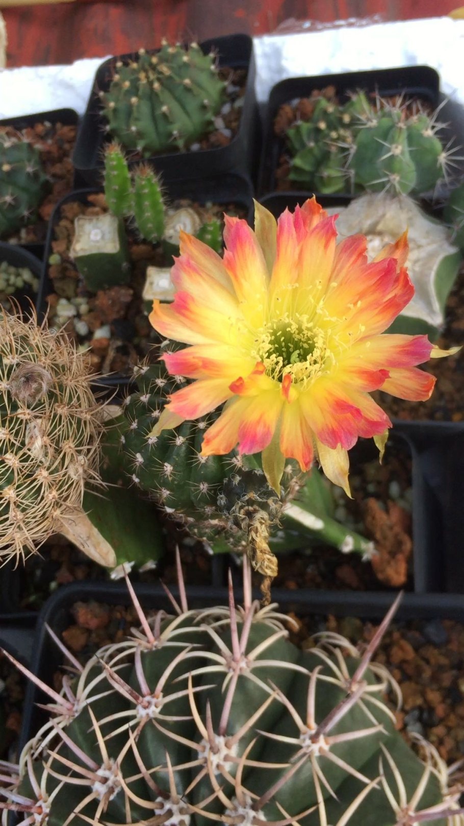 Энциклопедия кактусов