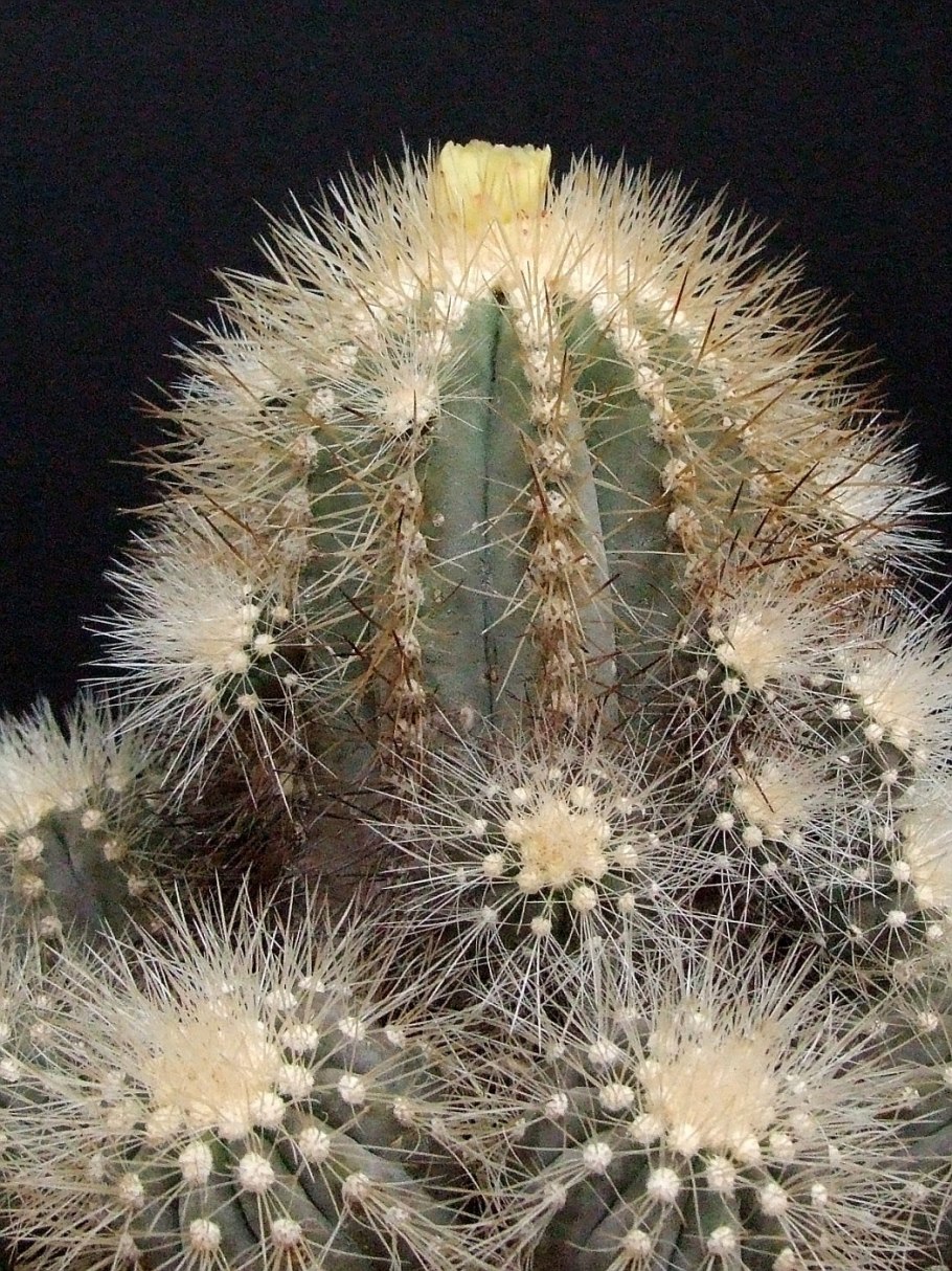 Ядовитый кактус трихоцереус