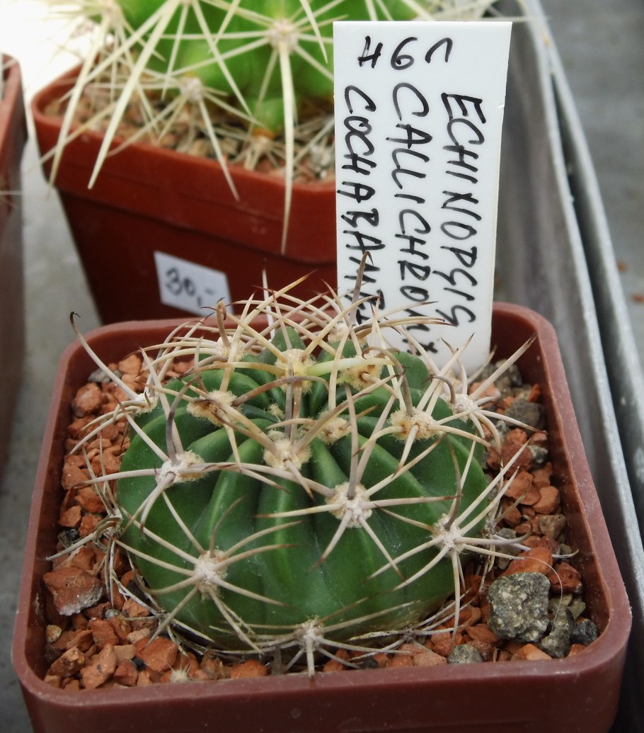 Gymnocalycium monvillei