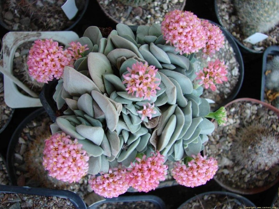 Суккуленты семейства Толстянковые