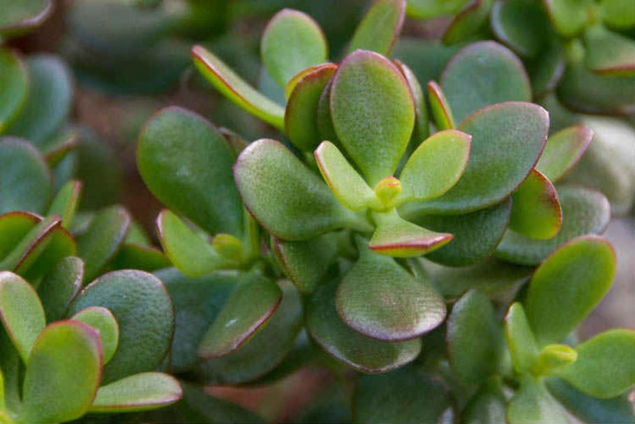 Цветы комнатные семейства толстянковых