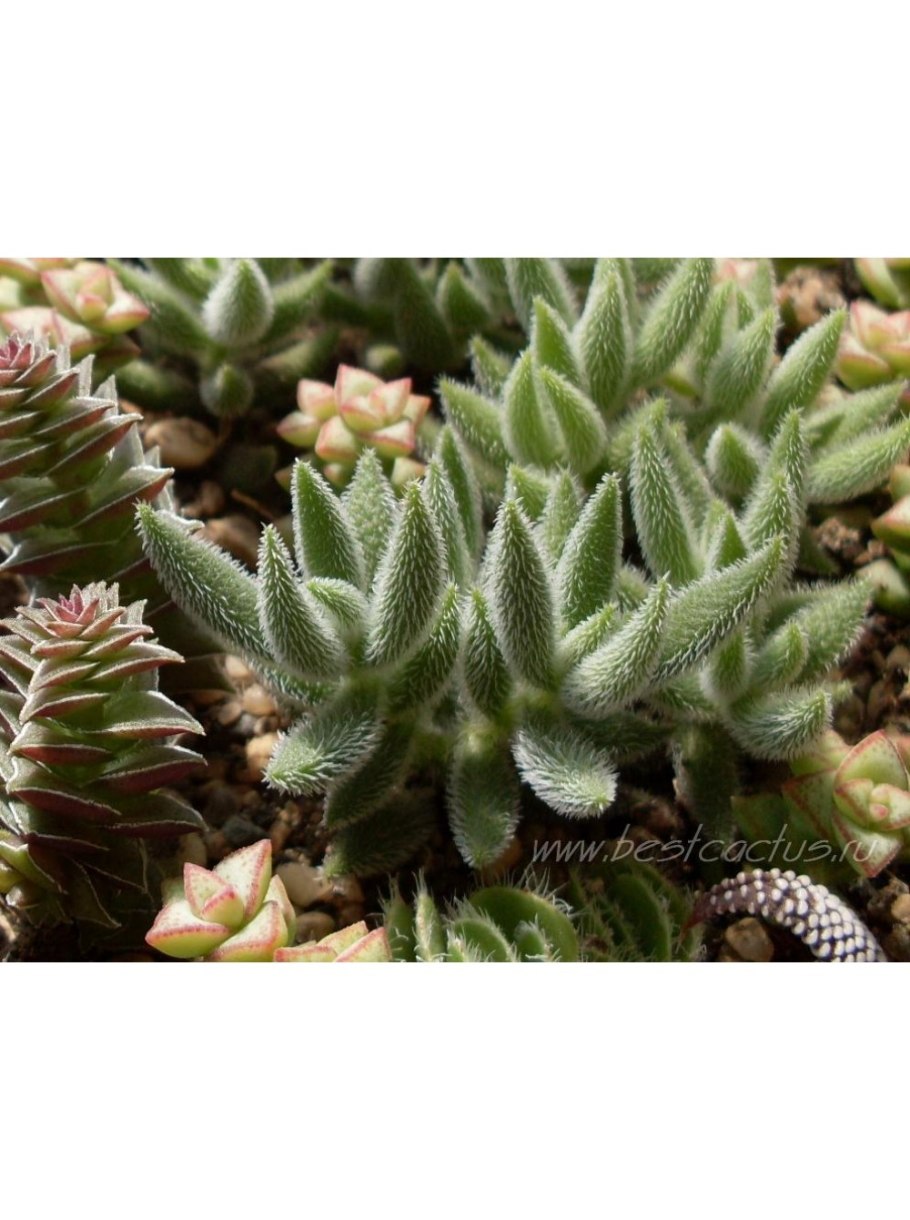 Семейство Crassulaceae (Толстянковые)