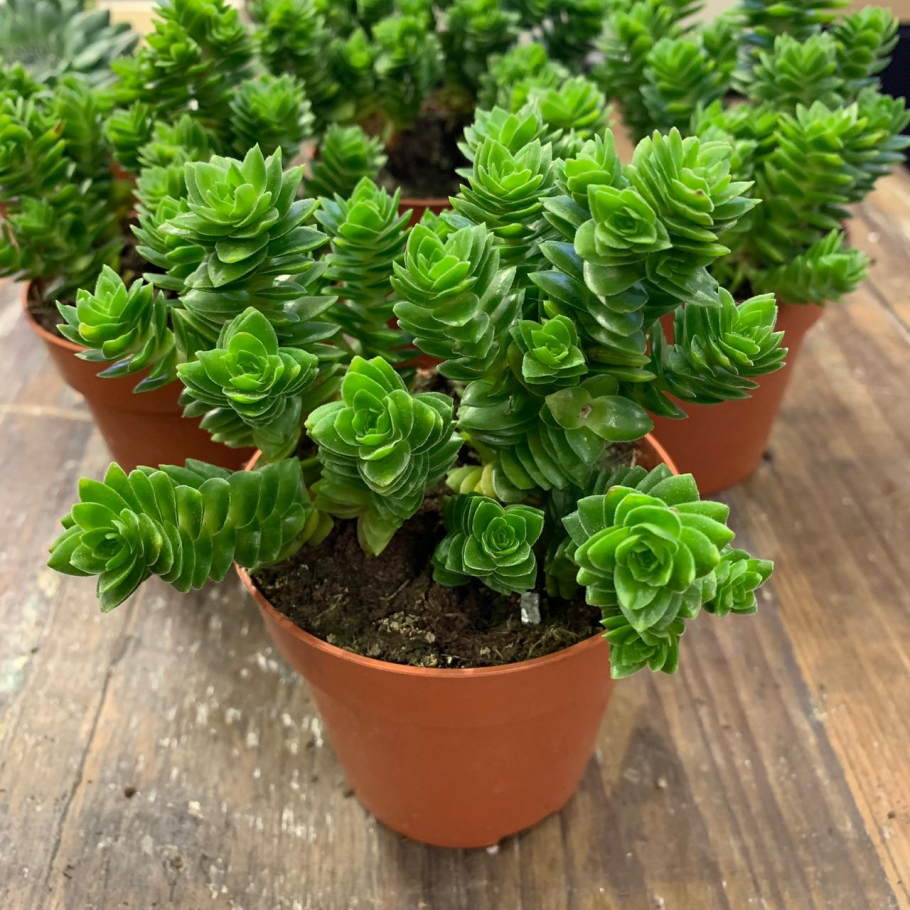 Крассула эстагнол