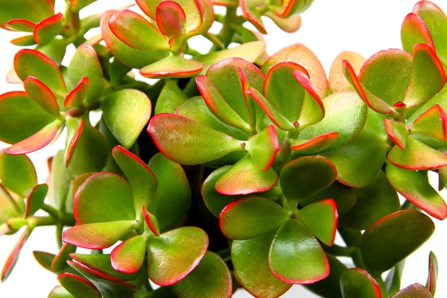 Крассула Альба