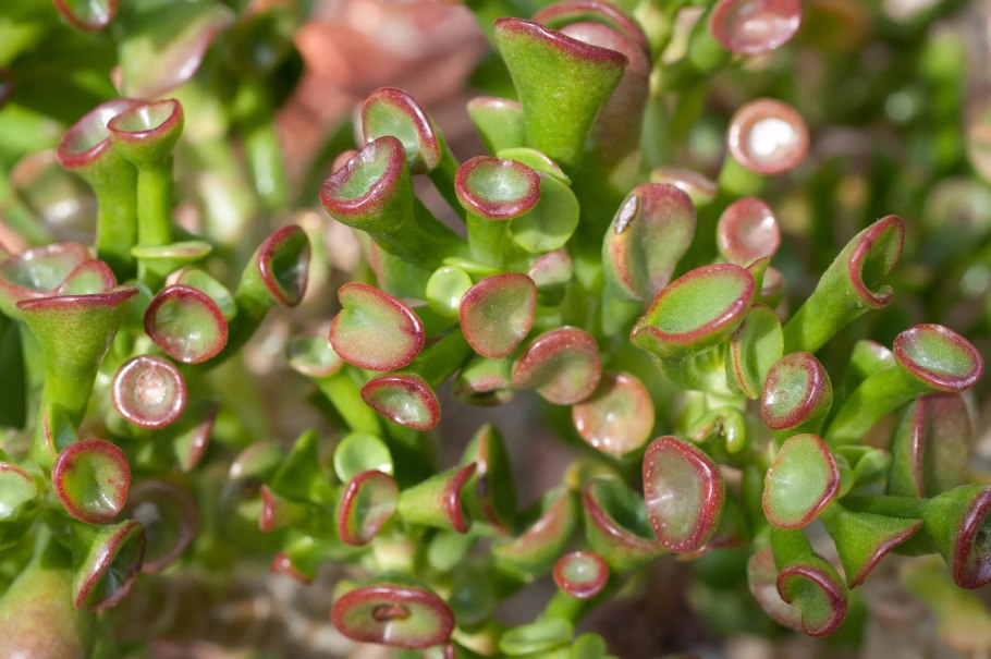 Суккулент Пахифитум