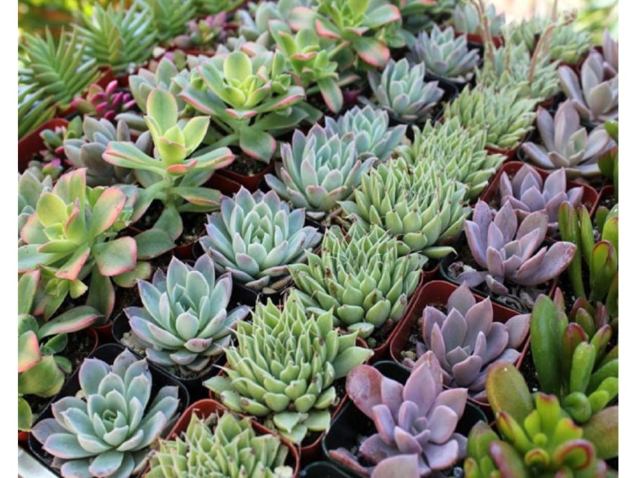 Суккулент эхеверия Echeveria