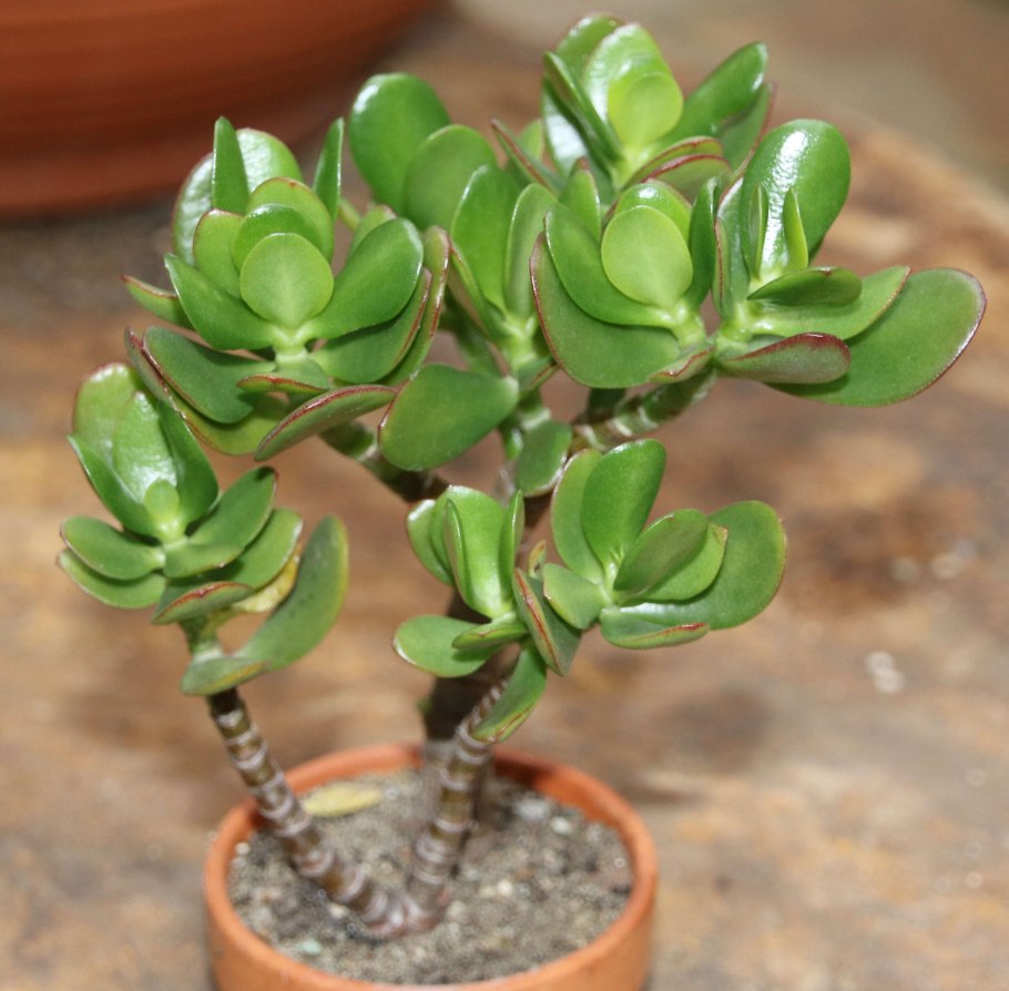 Эониум Грин