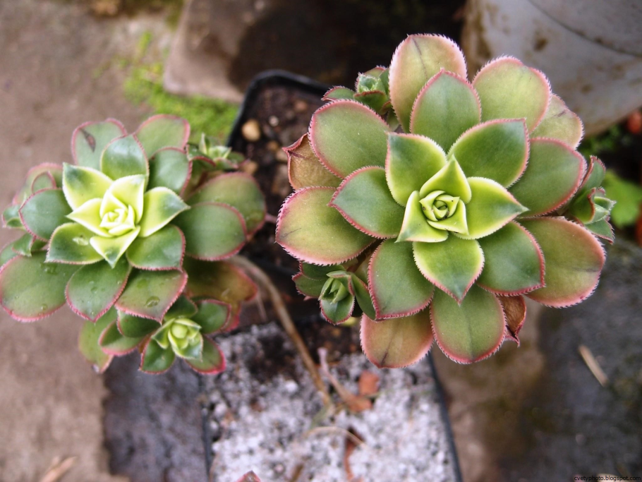 Суккулент Эониум арбореум