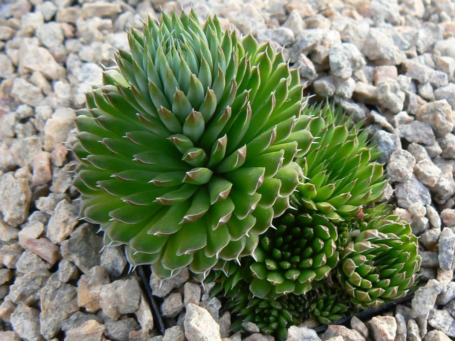 Эониум благородный