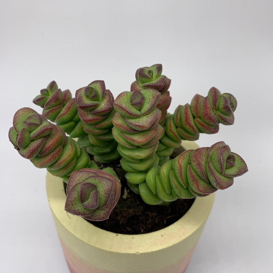 Crassula marnieriana