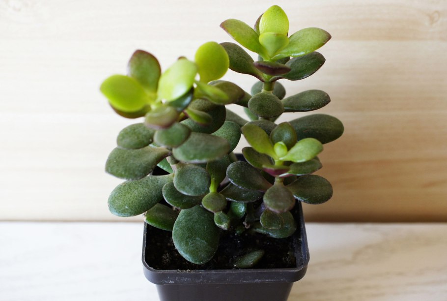 Толстянка портулаковая