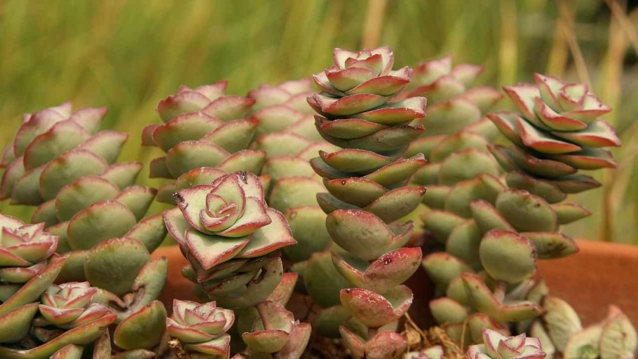 Крассула перфората