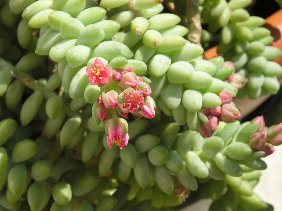 Очиток моргана sedum morganianum