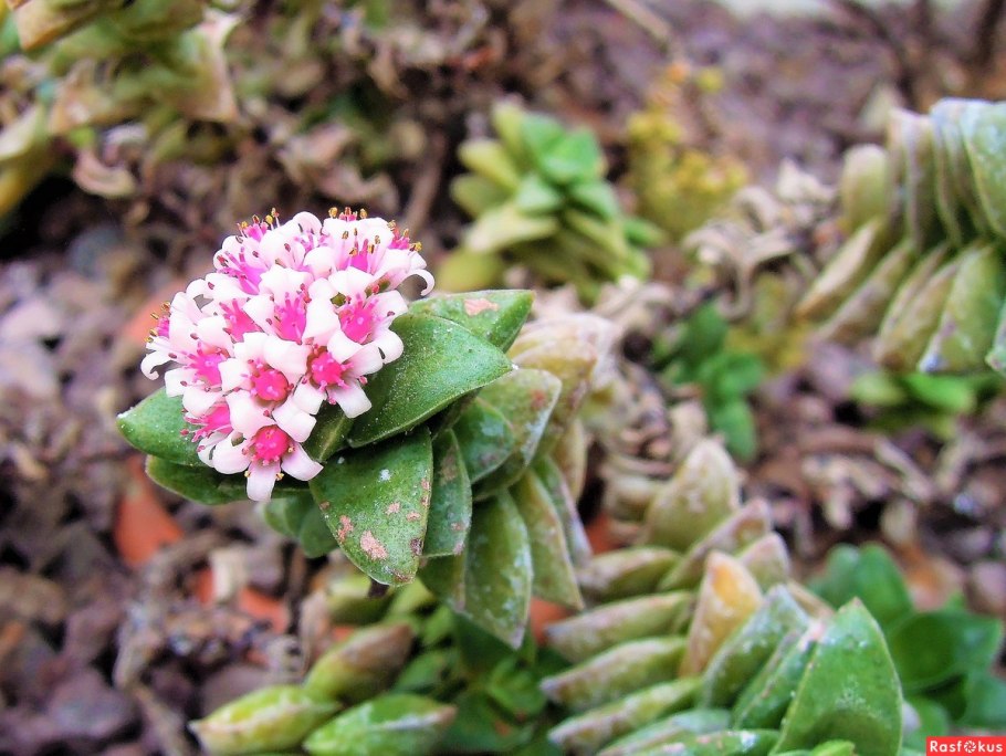 Толстянковые (Crassulaceae)